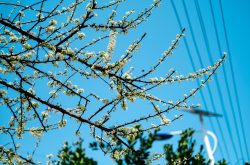 湖北省远程公证，人在美国可以在线视频公证吗？