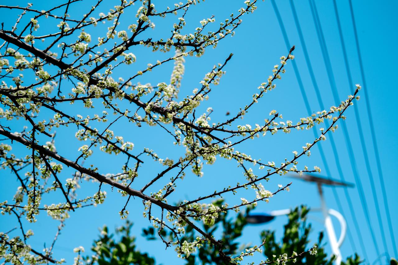 white flowers in tilt shift lens